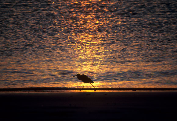 Stork at Sunset